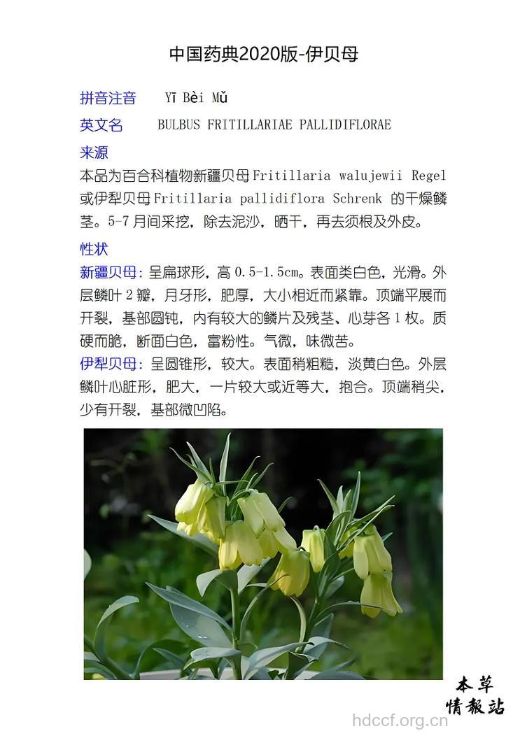 伊贝母的功效与作用