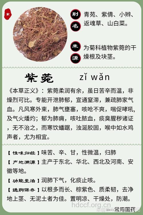 紫苑的功效与作用