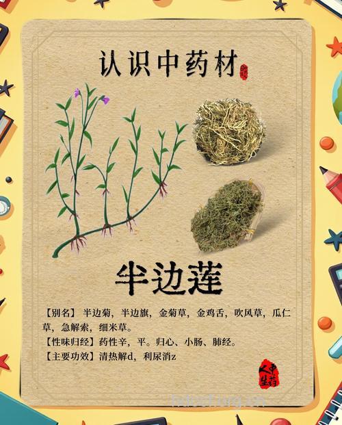 半边莲的功效与作用