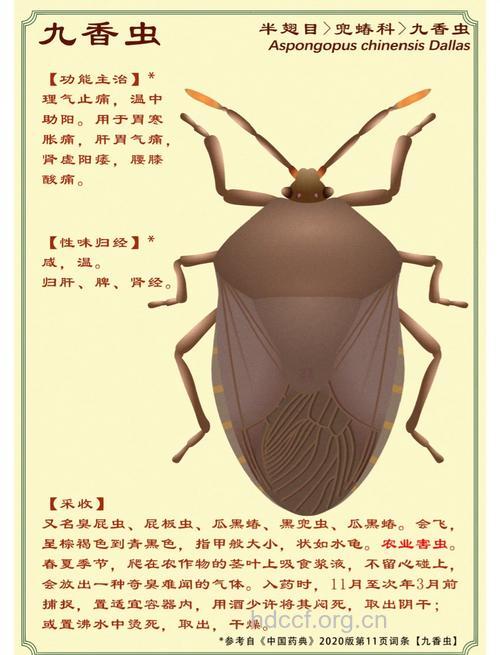 九香虫的功效与作用