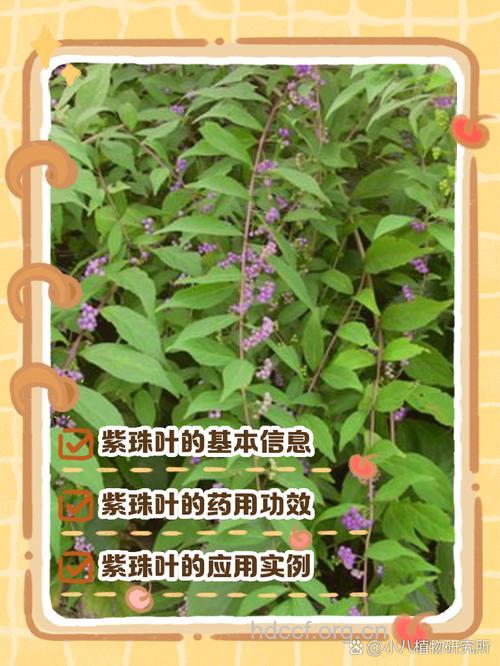 紫珠叶的功效与作用