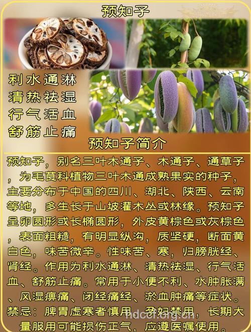 预知子的功效与作用