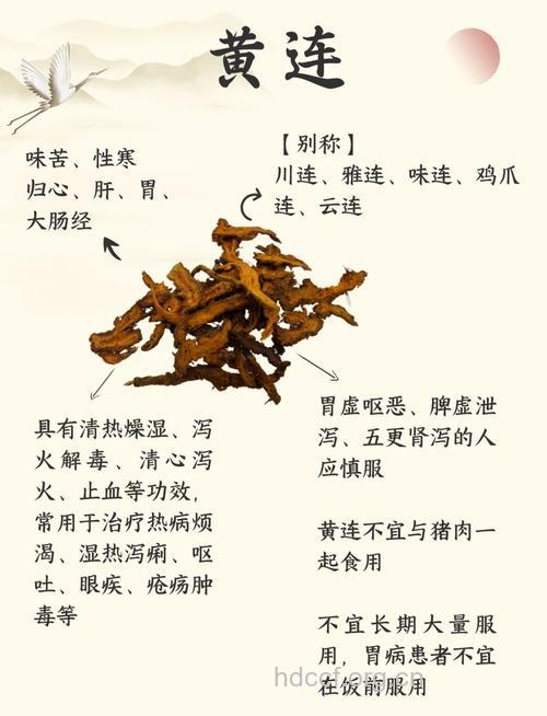 黄莲的功效与作用