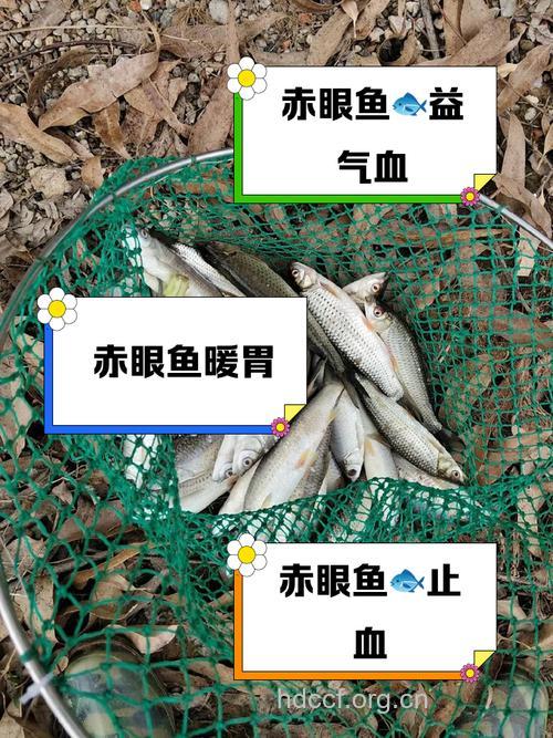 红鱼眼的功效与作用