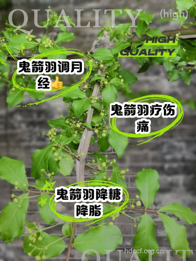 鬼箭羽的功效与作用
