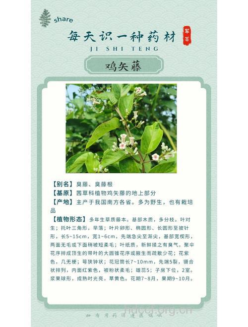 鸡矢藤的功效与作用