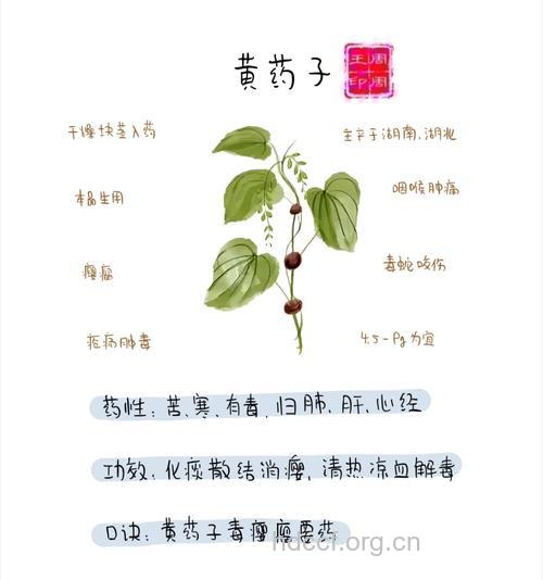 黄药子的功效与作用