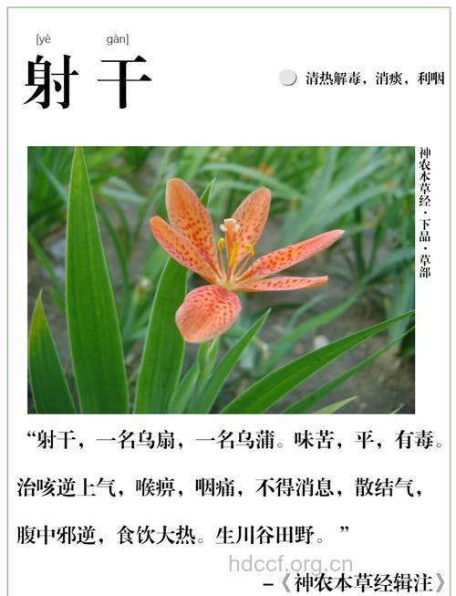 川射干的功效与作用