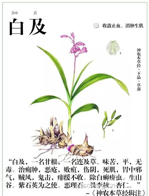 白及的功效与作用