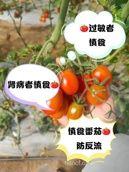 吃番茄的6大禁忌