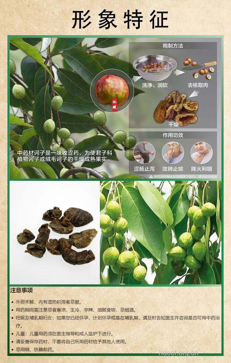 诃子的功效与作用
