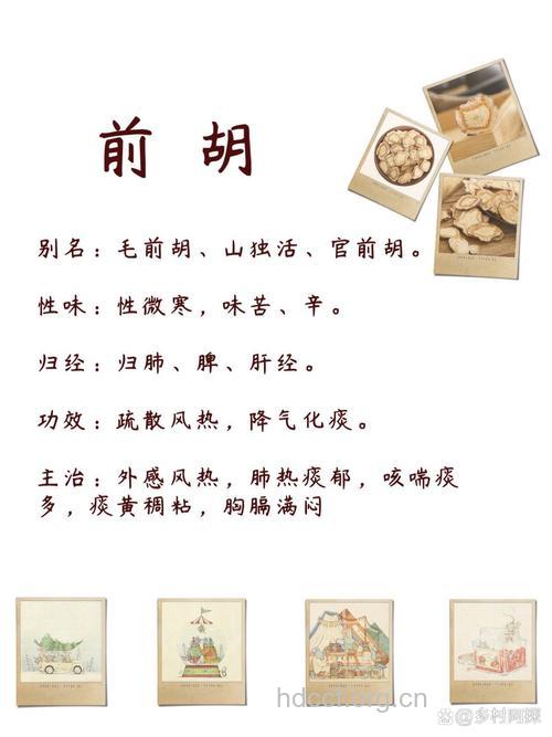 前胡的功效与作用