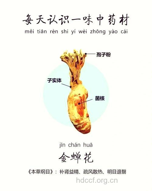 蝉花的功效与作用