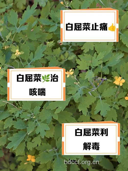 白屈菜的功效与作用