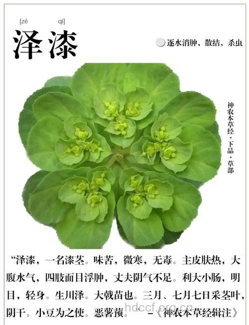 泽漆的功效与作用