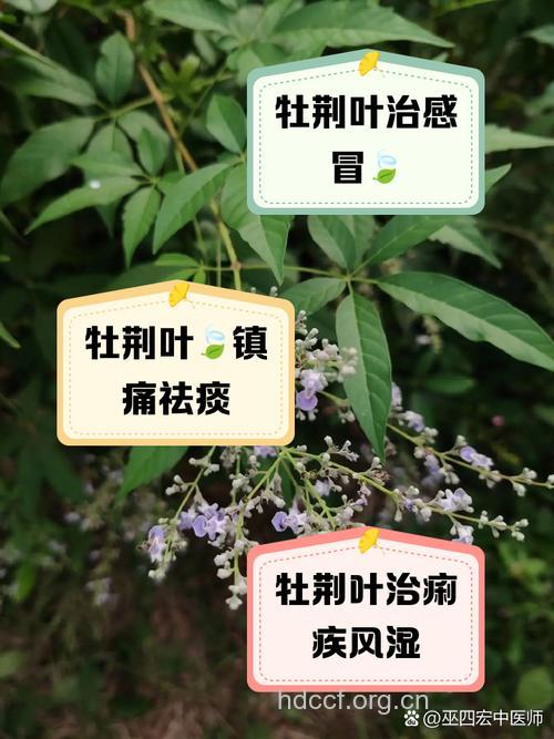 牡荆叶的功效与作用
