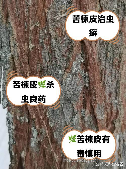 苦楝皮的功效与作用