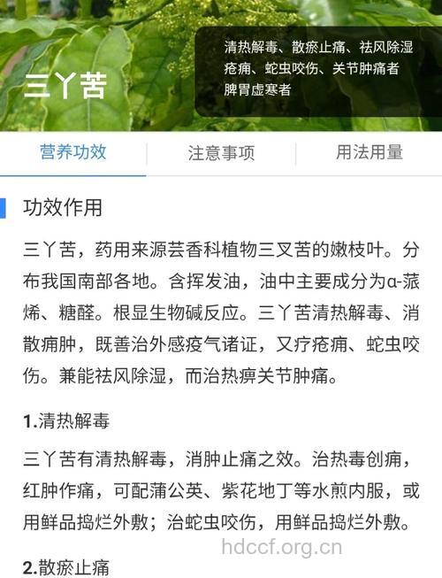 三丫苦的功效与作用
