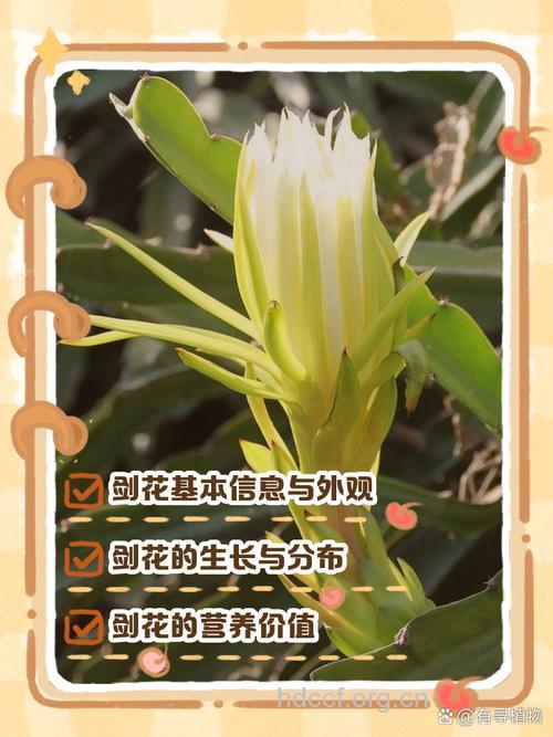 剑花的功效与作用