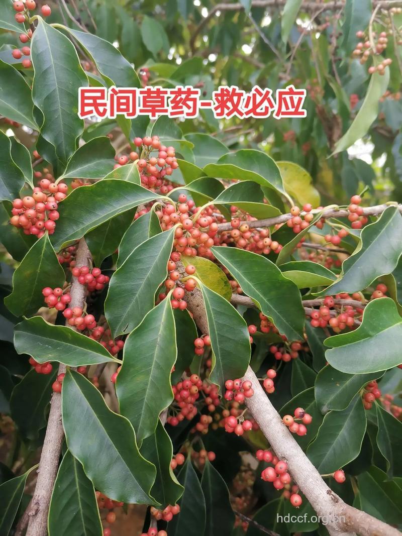 救必应的功效与作用