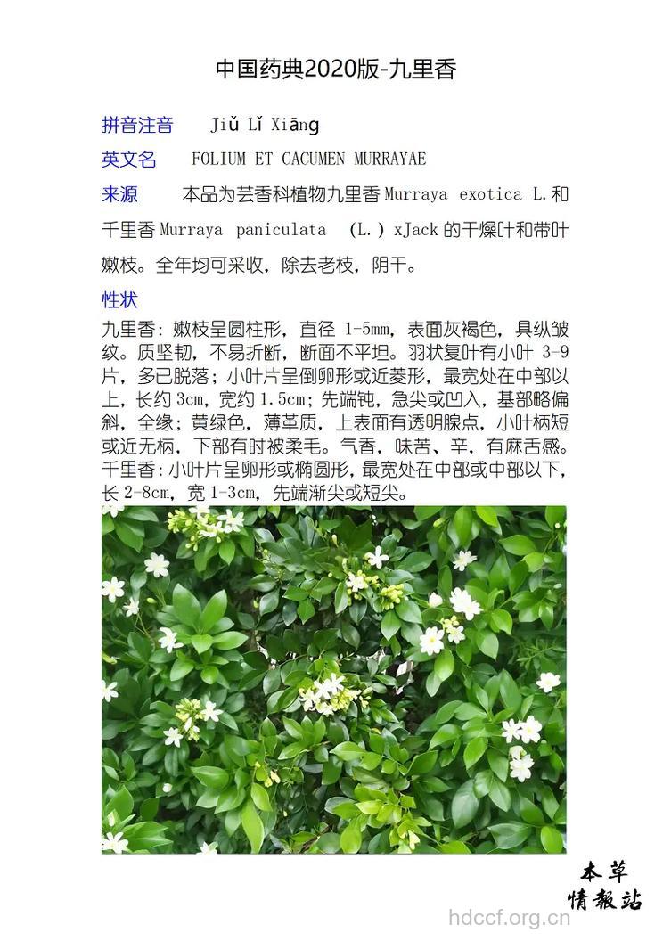 九里香的功效与作用