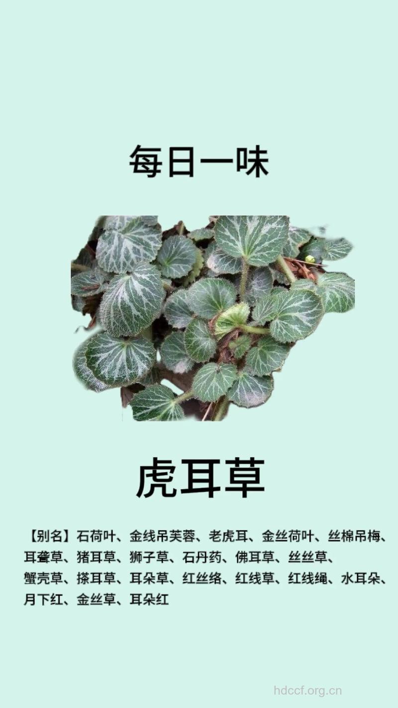 虎耳草的功效与作用