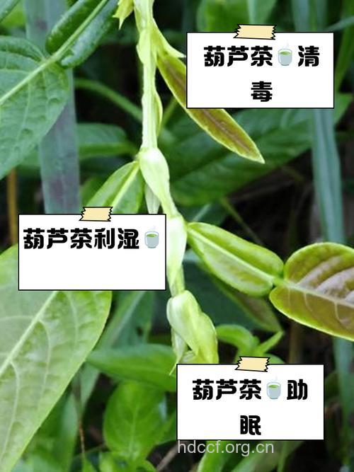 葫芦茶的功效与作用