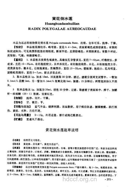 黄花倒水莲的功效与作用
