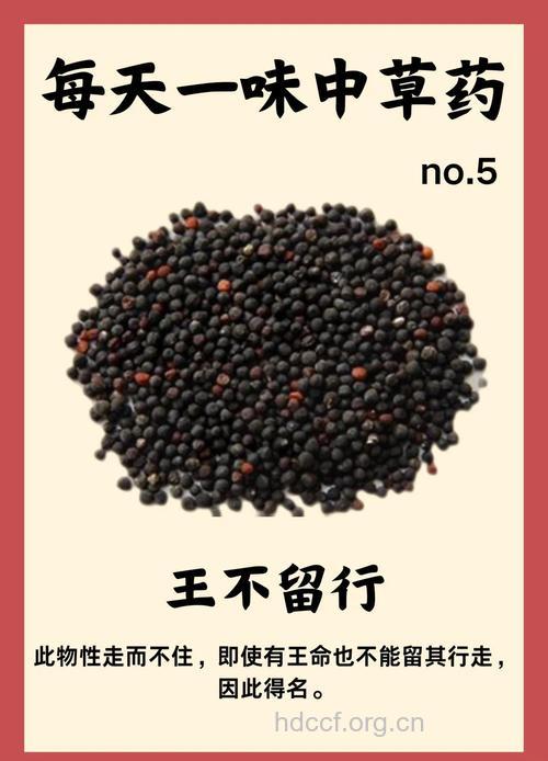 广东王不留行的功效与作用