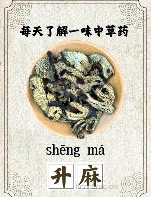 广升麻的功效与作用