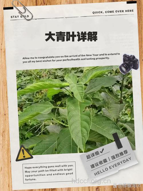 大青叶的功效与作用