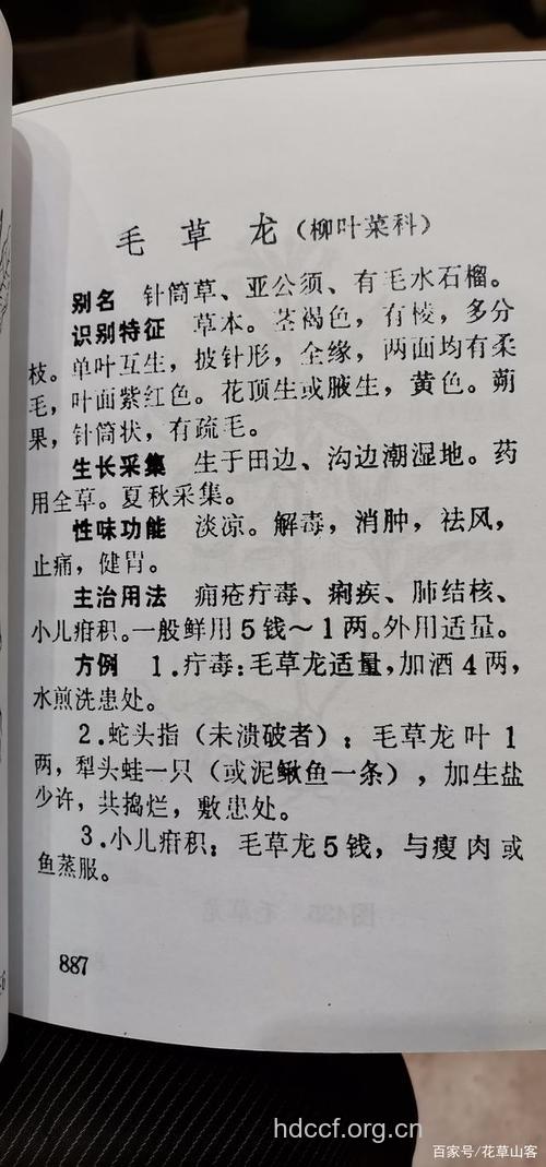 毛草龙的功效与作用