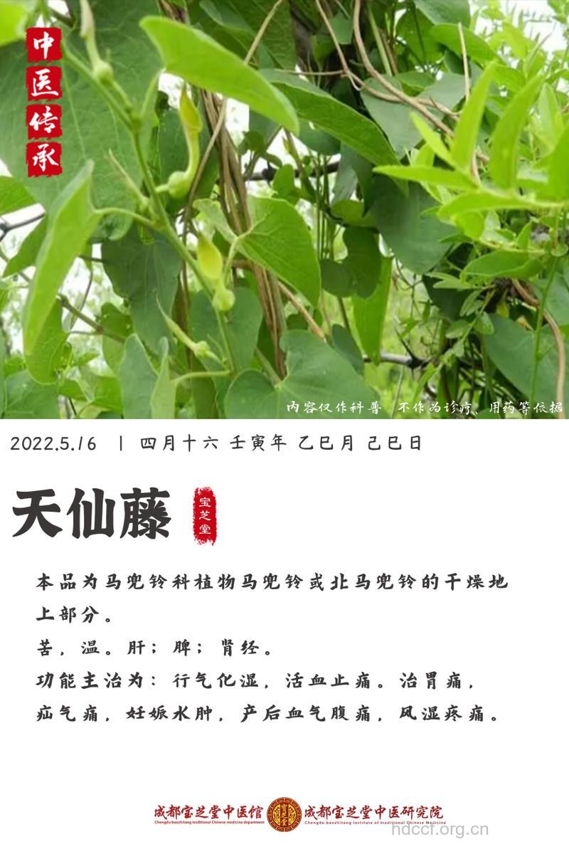 天仙藤的功效与作用