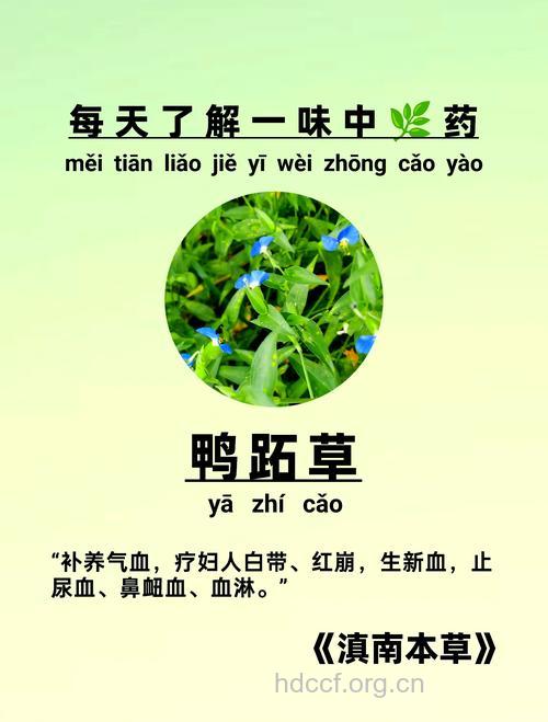鸭跖草的功效与作用