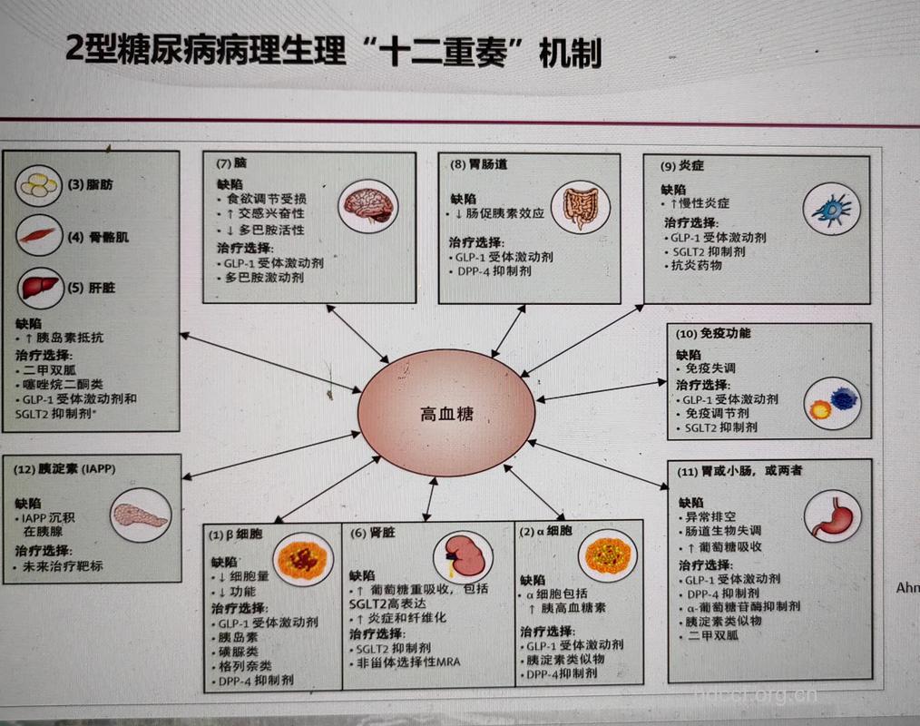 低血糖产生的病理生理
