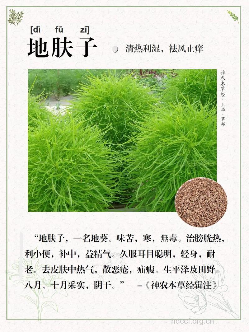 地肤子的功效与作用