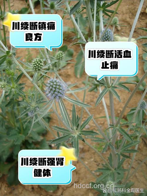 川续断的功效与作用