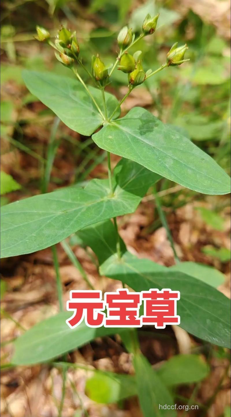 元宝草的功效与作用