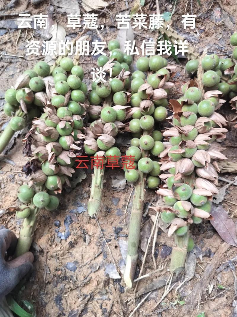 云南草蔻的功效与作用