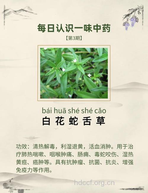 白花蛇舌草的功效与作用