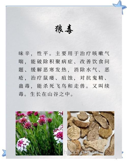 广东狼毒的功效与作用