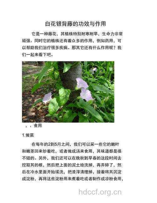 白花银背藤的功效与作用