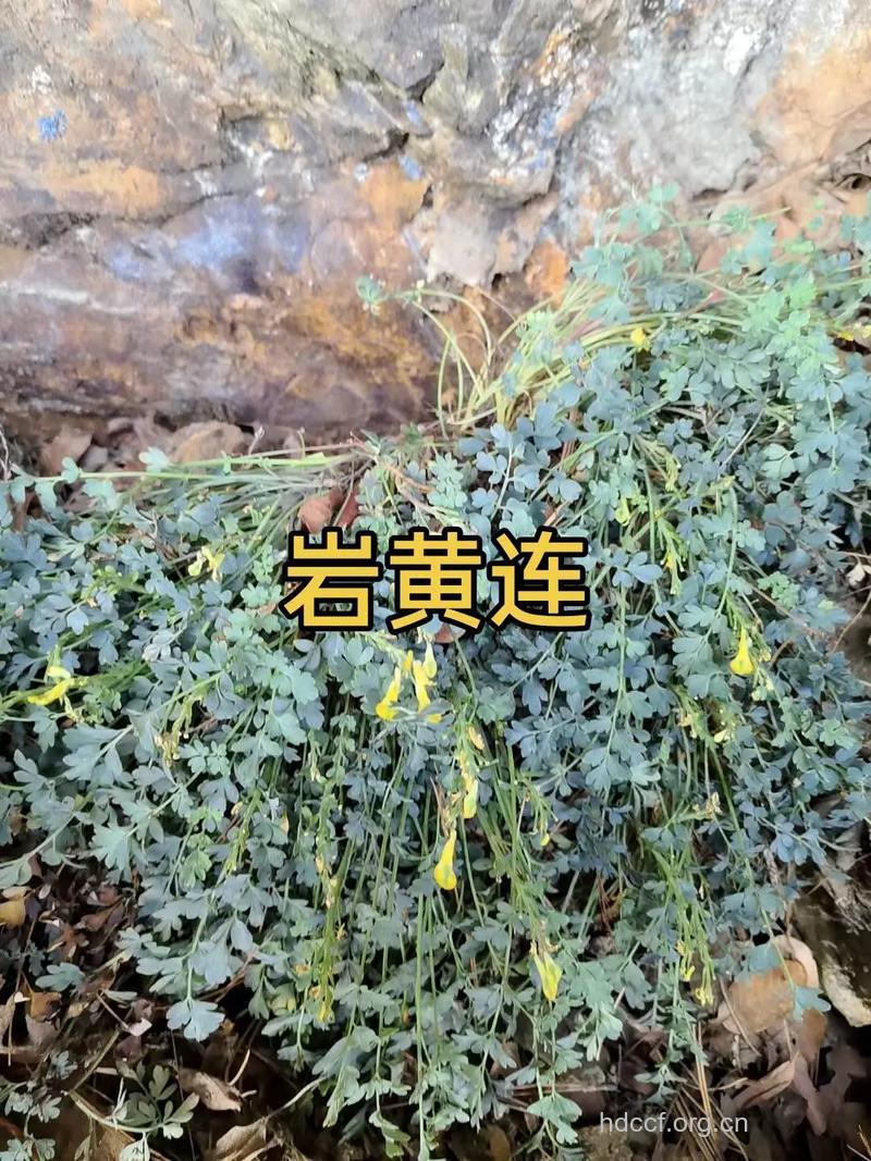 岩黄莲的功效与作用