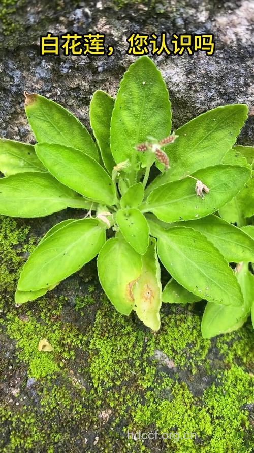 哪些中草药可以治疗白癜风呢