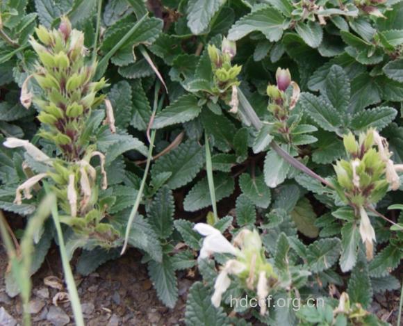 白花甜蜜蜜的功效与作用