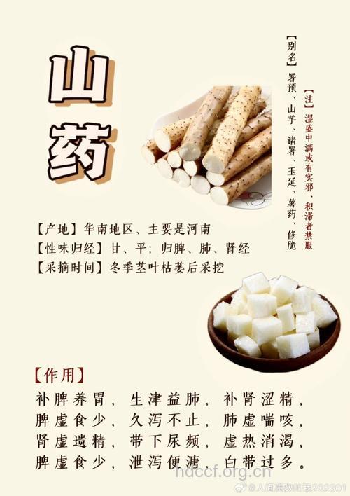 白药子的功效与作用