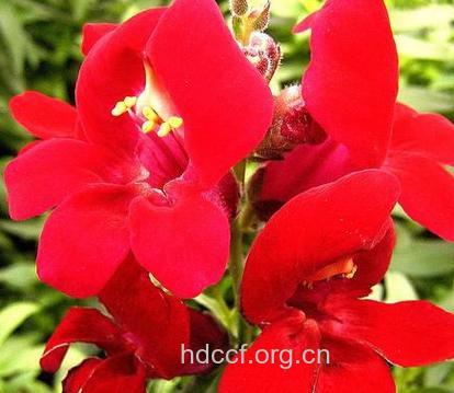 矮柳穿鱼的功效与作用