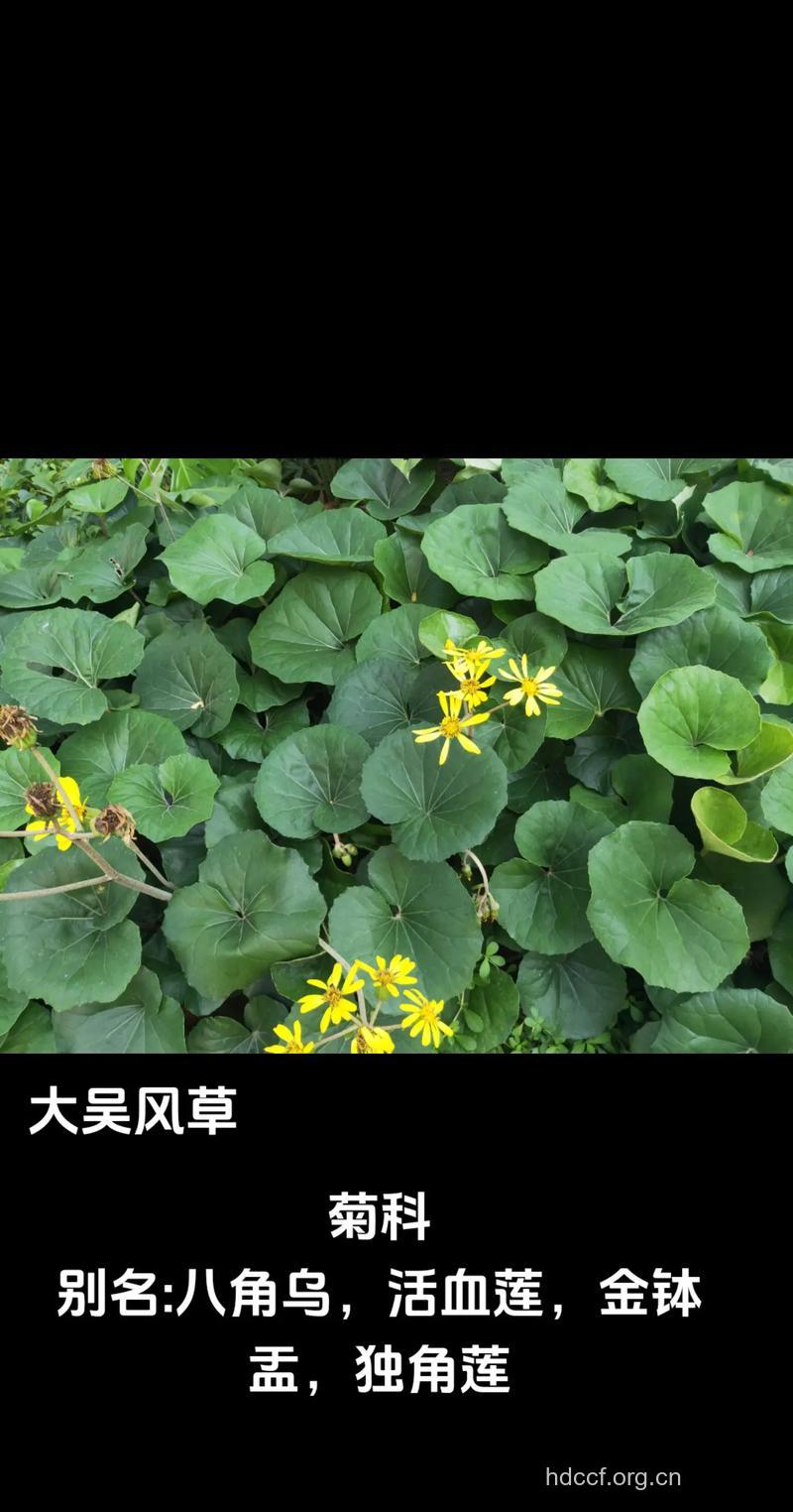 八角乌的功效与作用