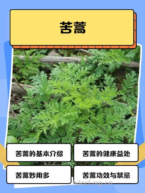 矮脚苦蒿的功效与作用