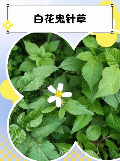小小中草药治疗白癜风